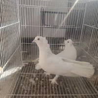 کبوتر راعبی پرپا