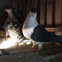 کبوتر رنگ|پرنده|سراوان, |دیوار