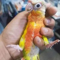 طوطی گرینچیک های سرلاکی و نرم خور و تازه دونخور