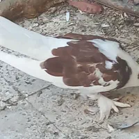 فروش کبوتر بوشهری
