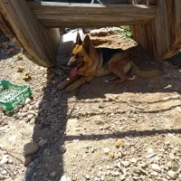 واگذاری سگ ژرمن شولاین