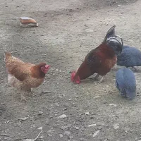 خروس محلی و مرغ