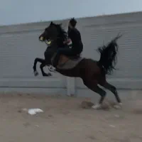 اسب|اسب و تجهیزات اسب‌سواری|یزد, |دیوار