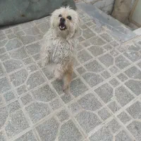 یک عدد سگ شیتزو تریر