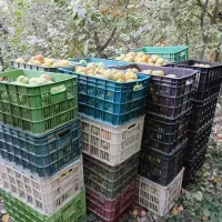 سیب و گلابی پاییزی|خوردنی و آشامیدنی|مشهد, گلبرگ|دیوار