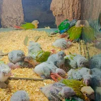 خریدوفروش گرینچیک ملنگو شاه طوطی کاسکو راهب خورشید