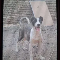 توله ماده