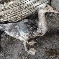 اردک اسراییلی و اردک کله سبز
