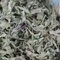 پونه ی برگ موجود است فوقالعاده