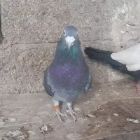 پلاکی|پرنده|بهبهان, |دیوار