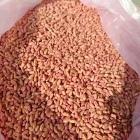 گندم اوبا برای کاشت زمین