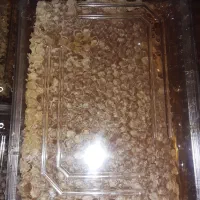 عسل دارویی باموم|خوردنی و آشامیدنی|گلبهار, شهر جدید گلبهار|دیوار