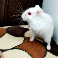 همستر کمپل مینیاتوری خاص چشم قرمز|موش و خرگوش|تهران, نازی‌آباد|دیوار