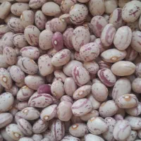 لوبیا چیتی کیلو 310