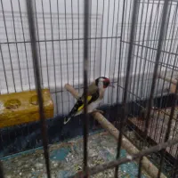 سهره گاوی  نر  سنندج دهن زن