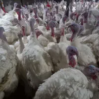 بوقلمون گوشتی