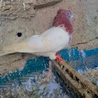 کبوتر تکپر|پرنده|علی‌آباد کتول, |دیوار