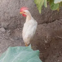 خروس|حیوانات مزرعه|یزد, |دیوار