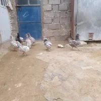 گلین طوسی