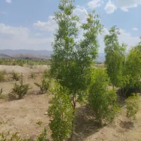 زمین دشت بجد|فروش دفتر صنعتی، کشاورزی، تجاری|بیرجند, |دیوار