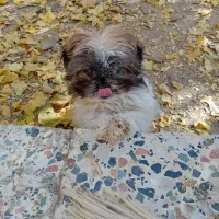 واگذاری پاپی نر