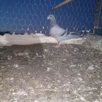 کفتر.|پرنده|تربت‌حیدریه, یحیی آباد|دیوار