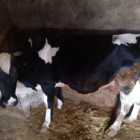 گاو وگوساله