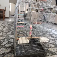 قفس عروس هلندی|لوازم جانبی حیوانات|قدس, شهرک فرزان|دیوار
