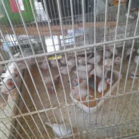 فروش فنچ تعداد وتک فروشی