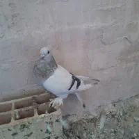 کبوتر ترکیه|پرنده|ارومیه, |دیوار