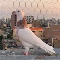 ۴ عدد طوقی
