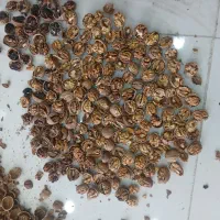 شکستن گردوی ایرانی|خوردنی و آشامیدنی|آذرشهر, |دیوار