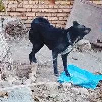 واگذاری سگ|سگ|داران, |دیوار