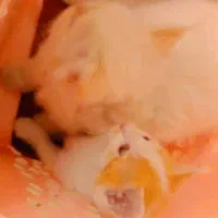 گربه کوچک|گربه|تهران, آرژانتین|دیوار