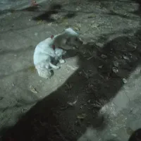 سگ پیدا شده