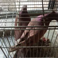 سهره کفتر عروس فنج نرگسی|پرنده|قم, بکایی|دیوار