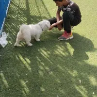 سگ شتزو|سگ|کهریزک, |دیوار