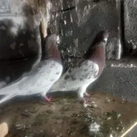 کبوتر|پرنده|تبریز, |دیوار