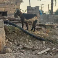 کهره نر