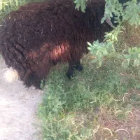 بره ۲۴کیلو