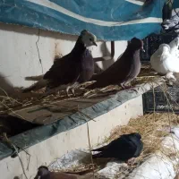 کبوتر تزئینی وپرشی|پرنده|طاهرگوراب, |دیوار