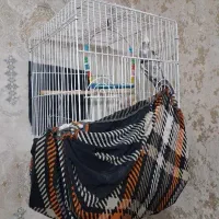 عروس هلندی|پرنده|هشتگرد, شهرک وحدت|دیوار