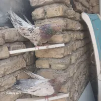 کبوتر|پرنده|بومهن, |دیوار