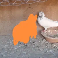 کله دم سبز تار کردم