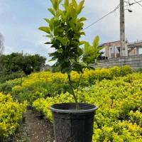 شمشاد طلایی و‌سبز