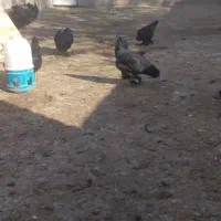 مرغ وخروس مرندی|حیوانات مزرعه|چناران, |دیوار