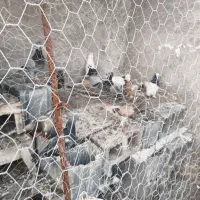 فروش کبوتر