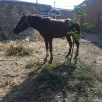 اسب نریان کورد جوان