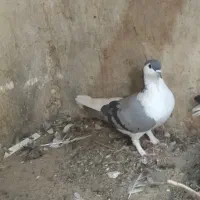 ساده سبز ماده معاوضه با ساده سیاه ماده