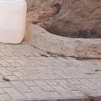 مرغ و خروس جوان|حیوانات مزرعه|شیراز, لب آب|دیوار